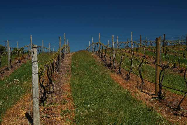 close up of vineyards on OMP